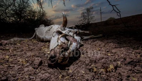Un vacuno muerto en un madrejón que quedó sin agua por colmatación sedimentaria, en el Chaco salteño. Javier Corbalán