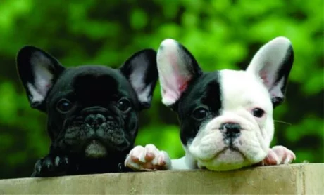 Ejemplares de bulldogs francés (Imag. Ilustrativa).
