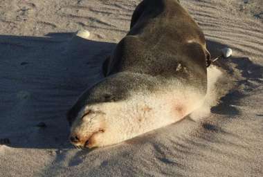 Lobos marinos fueron hallados muertos o con sintomatología de influenza aviar en la provincia de Río Negro. (Foto: MRN).