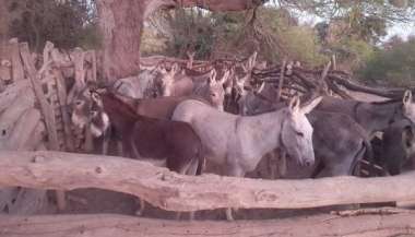 Tras el operativo, se logró rescatar  53 animales contra el maltrato animal. 