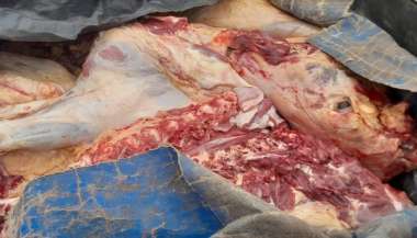 La carne faenada, en la caja de una camioneta y cubierta con lonas sucias.