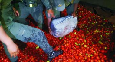 La marihuana estaba oculta con los tomates. (Foto GNA)