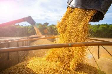 La Aduana detectó la maniobra y denunció a las  7 principales exportadores de soja. Imagen: AFP
