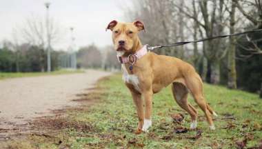 Violencia animal en Jujuy.