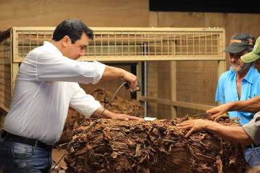 Se redujo la entrega de la producción a los centros de acopio de tabaco. Foto en la Cooperativa Tabacalera de Alem, Misiones Rene Stevens