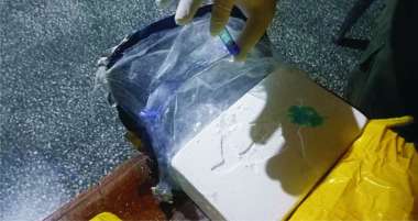 30 paquetes con un delfín claramente esgrafiado. Coincidente con el clan detenido por delitos narcos.