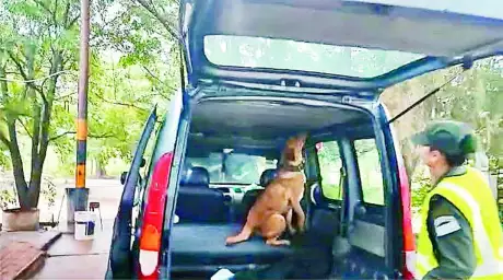La carga fue detectada por un perro entrenado. (Foto GNA)